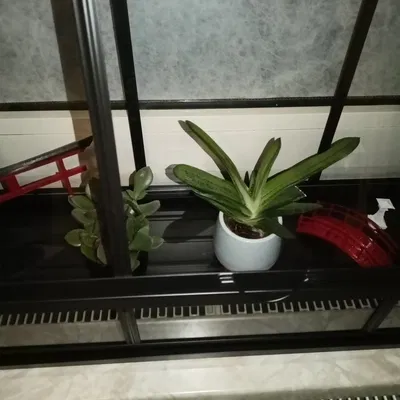 Trang trí nhỏ cho khu vườn thiền của bạn ở mọi nơi