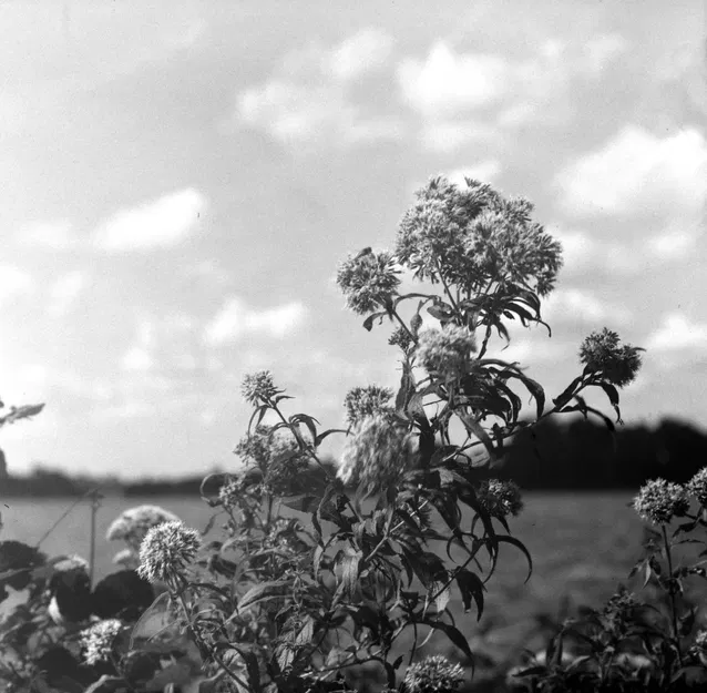 Lá Màn Trập Máy Ảnh Khổ Lớn Cơ Khí - Image 7