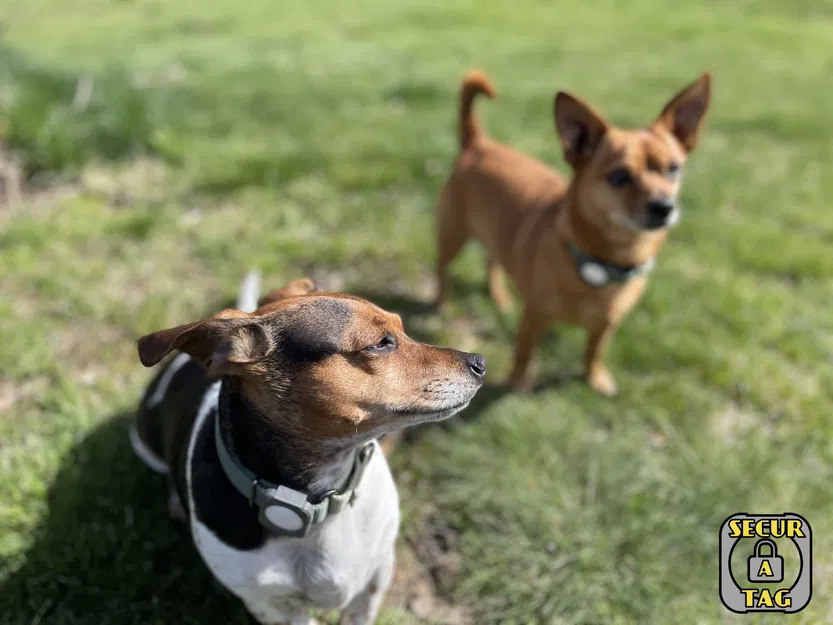 Secur-A-Tag: Hệ thống kẹp tương thích Airtag cho túi, thú cưng, dụng cụ và hơn thế nữa. - Image 3