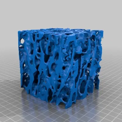 Mô hình xương bè loãng xương kèm vít xương