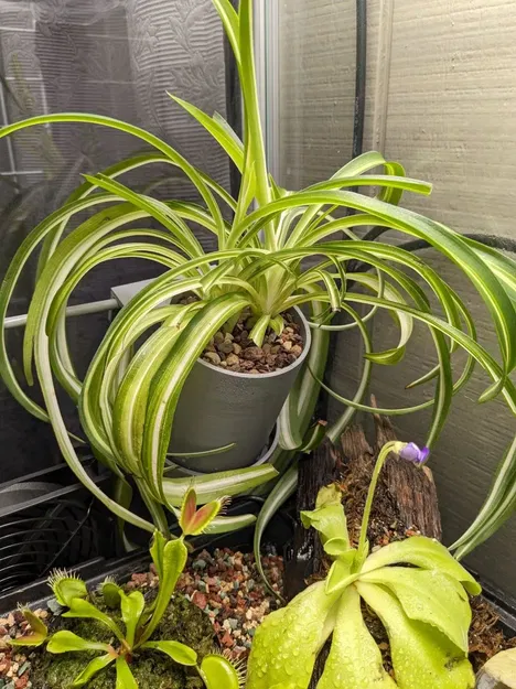 Hanging Round Plant Pot - Image 2