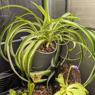 Hanging Round Plant Pot