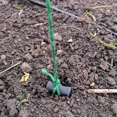 Cọc neo đất giàn cà chua bằng dây dọc