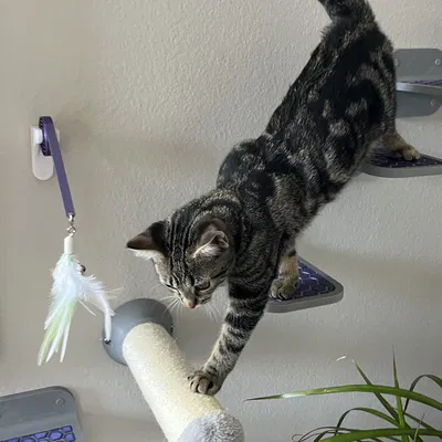 Wall Mounted Cat Step (light)
