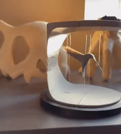 Chim Ruồi Treo Lơ Lửng - Image 2