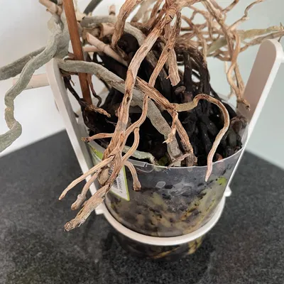 Dụng Cụ Nâng Chậu Lan Tự Tưới