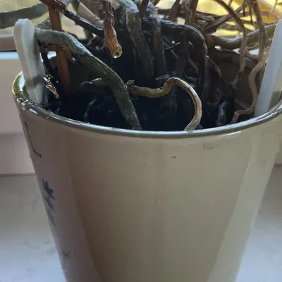 Dụng Cụ Nâng Chậu Lan Tự Tưới