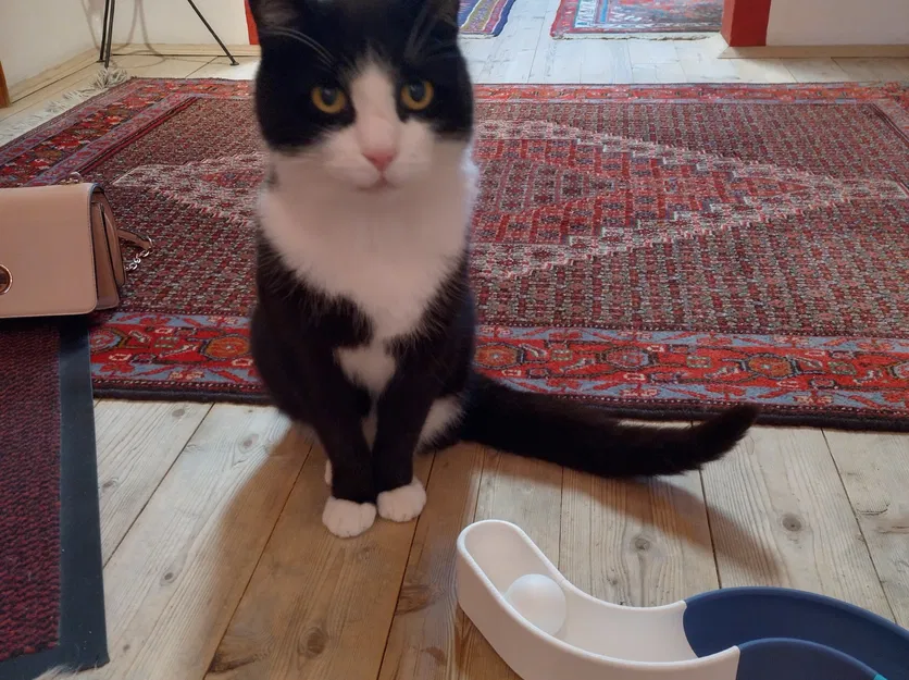 Đồ chơi đường ray cho mèo dạng module - Image 2