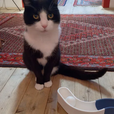 Đồ chơi đường ray cho mèo dạng module