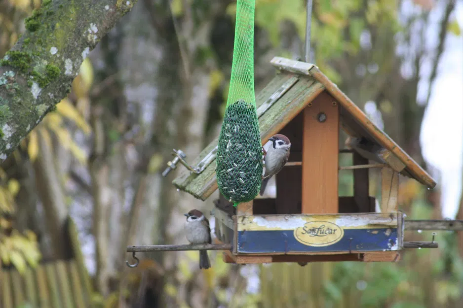 Phễu Tái Sử Dụng Cho Lưới Thức Ăn Chim - Image 1