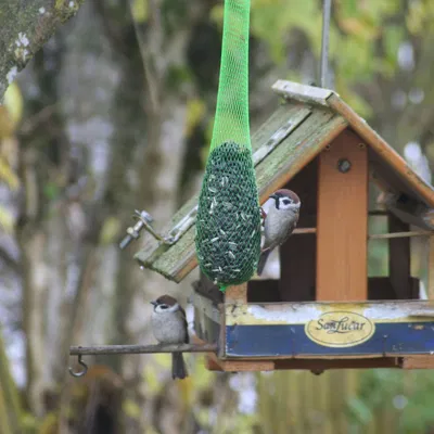 Phễu Tái Sử Dụng Cho Lưới Thức Ăn Chim