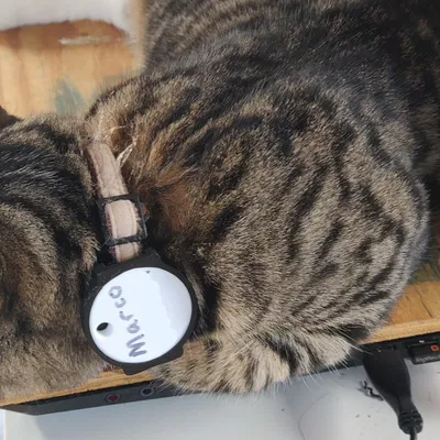 Giá đỡ Chipolo One cho vòng cổ mèo