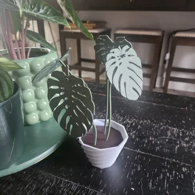 Monstera Coaster Set