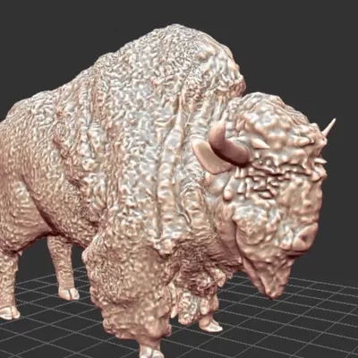 Bò Rừng Châu Âu