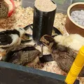 Chicken feeder - Thumbnail 1