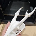 Đầu Lâu Động Vật Có Sừng/Gạc - Thumbnail 1