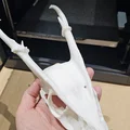 Đầu Lâu Động Vật Có Sừng/Gạc - Thumbnail 5