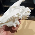 Đầu Lâu Động Vật Có Sừng/Gạc - Thumbnail 6