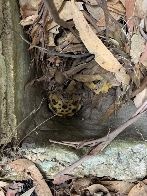 Rain drain sewer filter insert for collecting fallen leaves - Image 3