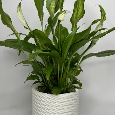 Chậu cây hình rổ đan