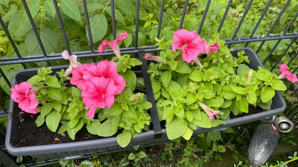 Chống Lật Chậu Hoa Hàng Rào Lưới Bekaert - Image 2