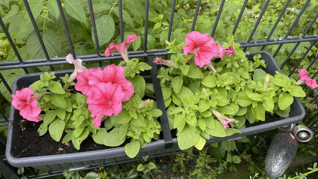 Chống Lật Chậu Hoa Hàng Rào Lưới Bekaert - Image 3