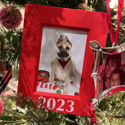 Khung Ảnh 2"x3" Năm 2023 Có Cây, Để Bàn và Treo Tường