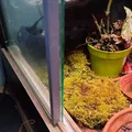Miếng đệm kính cho Terrarium - Thumbnail 1