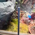 Miếng đệm kính cho Terrarium - Thumbnail 3