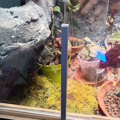 Miếng đệm kính cho Terrarium