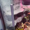Miếng đệm kính cho Terrarium - Thumbnail 4