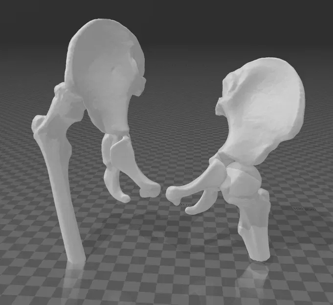 Mô hình khớp Hông - Image 1