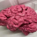 Anatomically Correct Human Brain From MRI Scan - Thumbnail 1