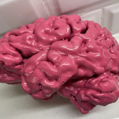 Anatomically Correct Human Brain From MRI Scan