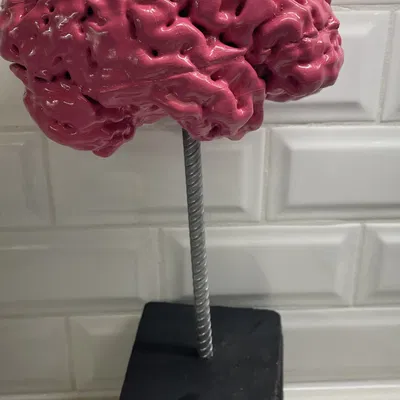 Anatomically Correct Human Brain From MRI Scan