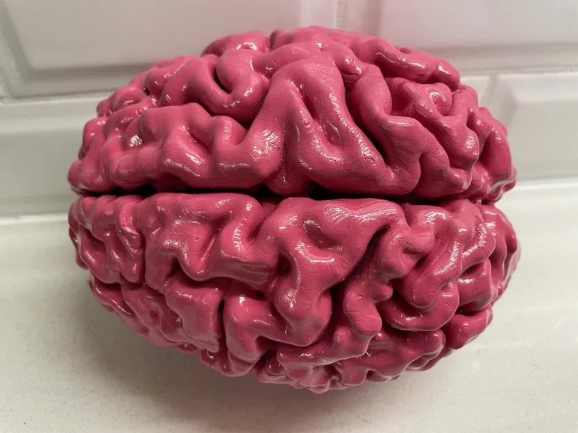 Anatomically Correct Human Brain From MRI Scan - Image 3