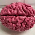 Anatomically Correct Human Brain From MRI Scan - Thumbnail 3