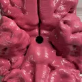 Anatomically Correct Human Brain From MRI Scan - Thumbnail 5