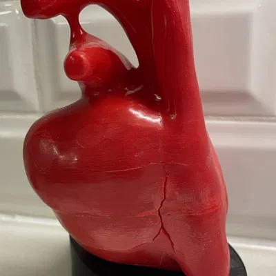 Mô Hình Tim Người Giải Phẫu Từ CT Tim, Kích Thước Thật