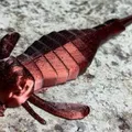 Bọ Cạp Biển - Eurypterus - Thumbnail 1