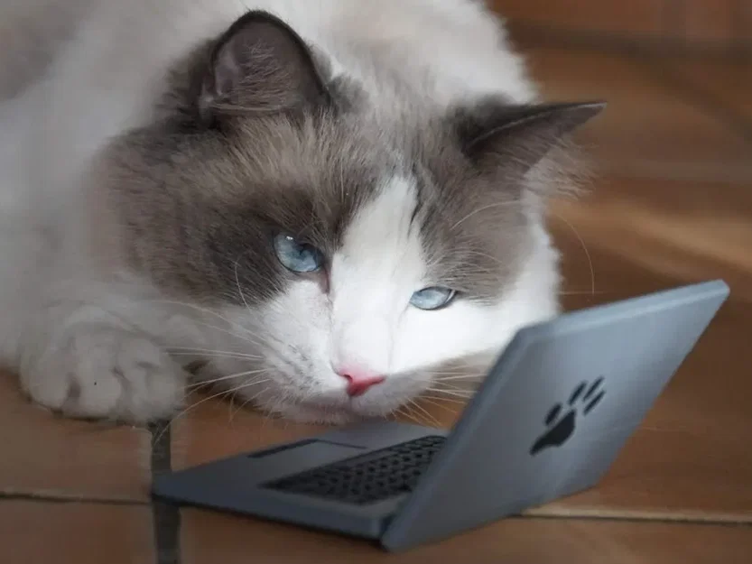 Cattop - Laptop dành cho mèo cưng của bạn - Image 1