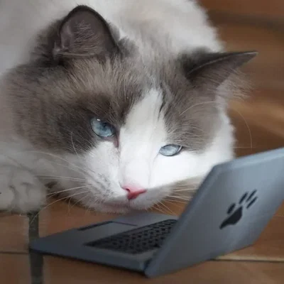 Cattop - Laptop dành cho mèo cưng của bạn