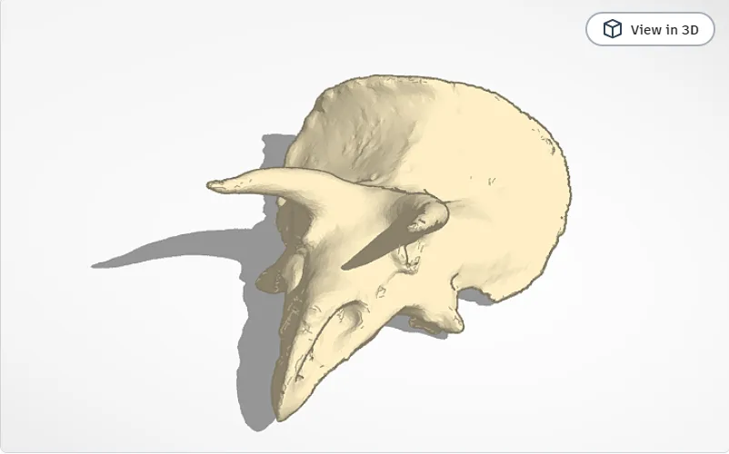 Bộ Xương Động Vật - Mô Hình 3D In Ấn - Image 1