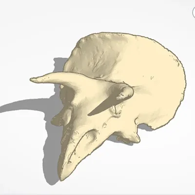 Bộ Xương Động Vật - Mô Hình 3D In Ấn