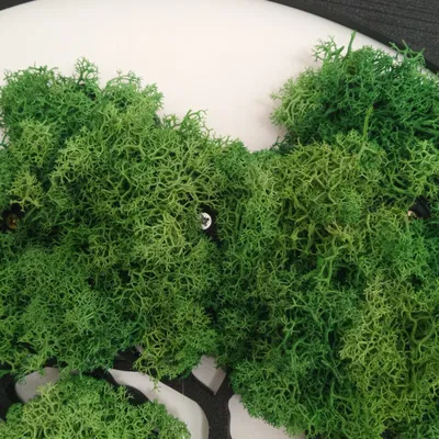 Bonsai giả rêu treo tường (60cm!)