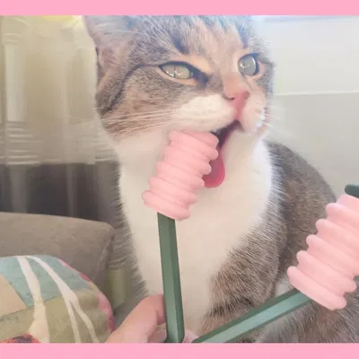 Dụng cụ massage má cho mèo