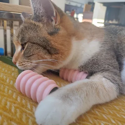 Dụng cụ massage má cho mèo