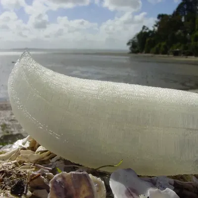 Răng Cá Nhà Táng