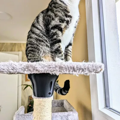 Mèo - Khối đỡ trụ cào móng