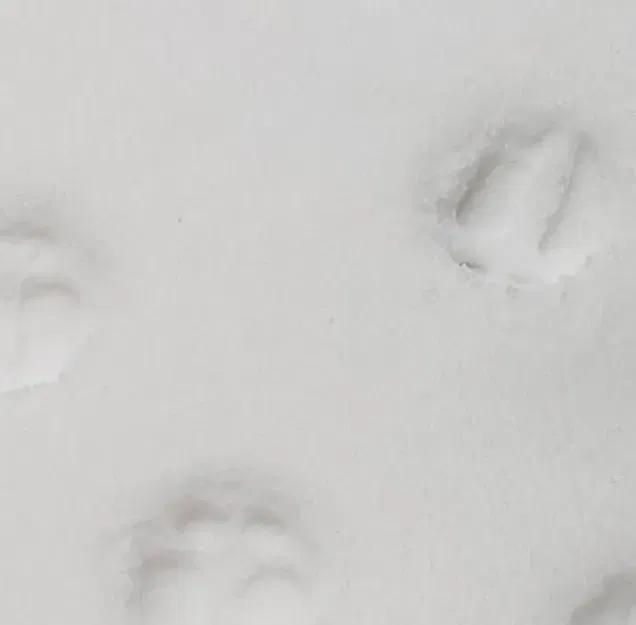 Móng Guốc Tuần Lộc (Giảm Tỷ Lệ 10%) - Image 1